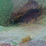 Variabilichromis moorii adulte et alevins à Molwe.