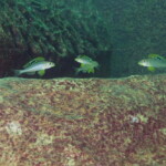 Xenotilapia sp. sunflower à Mtosi (Tanzanie).