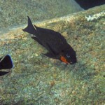 Tropheus redcheek à Mpimbwe.