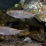 Brycinus imberi en aquarium (individus ayant subit des attaques de mangeur d'écailles).