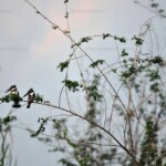 Ceryle rudis - couple perché sur une branche à Udachi.
