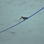 Ceryle rudis perché sur une amarre à Kabwe.