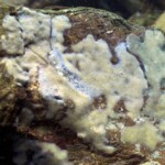 Éponge sp. sur un rocher.