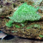 Éponge sp. du lac.