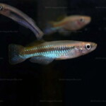 Lacustricola pumilus en aquarium.
