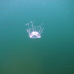 Limnocnida tanganyicae nageant dans le lac Tanganyika.