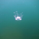 Limnocnida tanganyicae nageant dans le lac Tanganyika. 2296599692