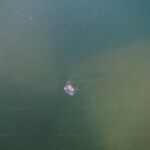 Limnocnida tanganyicae dans le lac Tanganyika. 1825015157