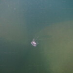 Limnocnida tanganyicae dans le lac Tanganyika.