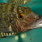 Lobochilotes labiatus en aquarium de vente au magasin ABYSSE.