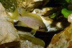 Neolamprologus helianthus 10 Neolamprologus helianthus