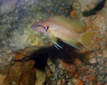 Neolamprologus helianthus 9