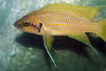 Neolamprologus helianthus 3 Neolamprologus helianthus