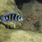 Neolamprologus tretocephalus à Bulu point.