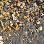 Accumulation de coquilles de Neothauma sur la plage de Utinta.