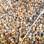 Accumulation de coquilles de Neothauma sur la plage de Utinta.