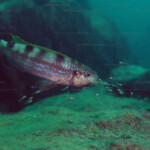 Perissodus microlepis et ses alevins à Ulwile island. 1294822472