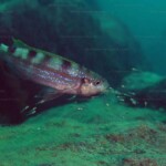 Perissodus microlepis et ses alevins à Ulwile island.