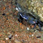 Potamonautes platynotus à Bulu point. 3210966220