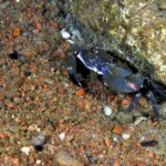 Potamonautes platynotus à Bulu point.