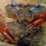 Potamonautes tuberculata - femelle gardant ses petits.