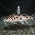 Synodontis grandiops en aquarium de vente à ABYSSE.