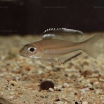 Trematocara marginatum, mâle en aquarium. 3685742901