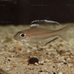 Trematocara marginatum, mâle en aquarium.