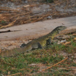 Varanus niloticus (Varana du Nil) à Udachi.