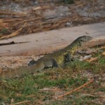 Varanus niloticus (Varana du Nil) à Udachi. 595567777