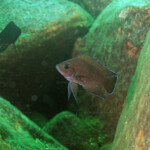 Variabilichromis moorii sur son territoire à Mtosi.