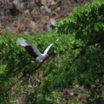 Vautour palmiste à Bulu point (Laurent Picot).