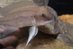 Neolamprologus longicaudatus 6 Neolamprologus longicaudatus