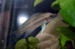 Neolamprologus longicaudatus 7 Neolamprologus longicaudatus