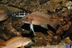 Neolamprologus longicaudatus 3 Neolamprologus longicaudatus