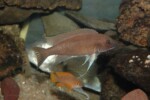Neolamprologus longicaudatus 4 Neolamprologus longicaudatus