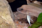 Neolamprologus longicaudatus 9 Neolamprologus longicaudatus