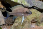 Neolamprologus longicaudatus 10 Neolamprologus longicaudatus