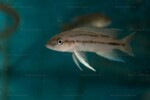 Neolamprologus longicaudatus 11 Neolamprologus longicaudatus
