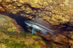 Neolamprologus longicaudatus 12 Neolamprologus longicaudatus