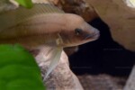Neolamprologus longicaudatus 5 Neolamprologus longicaudatus