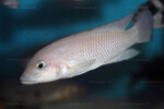 Neolamprologus modestus en aquarium.