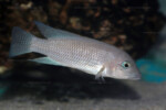 Neolamprologus modestus en aquarium.