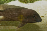 Neolamprologus modestus en aquarium.