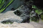 Neolamprologus modestus & ses alevins en aquarium.