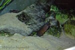 Neolamprologus modestus & ses alevins en aquarium.