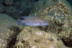Neolamprologus modestus en milieu naturel &agrave; Bulu point.