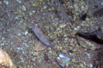 Neolamprologus modestus en milieu naturel paire &agrave; Bulu point.