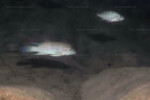 Neolamprologus modestus en milieu naturel &agrave; Bulu point.