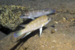 Neolamprologus modestus en milieu naturel couple &agrave; Bulu point.
